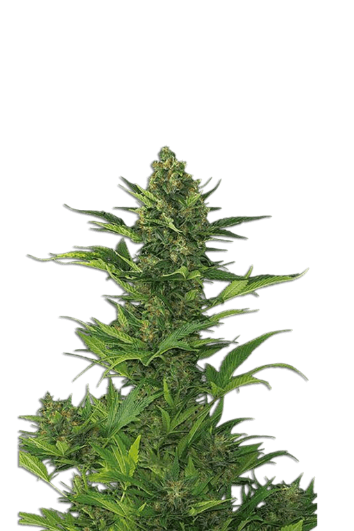 Jelly Bud Seeds 3+1 Samen "Amnesia XXL" Auto fem. – Bild 3