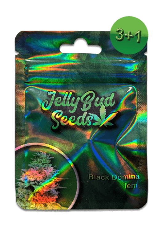 Cannabis Samen Black Domina