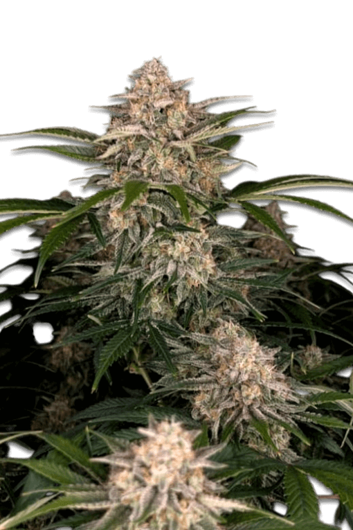 Cannabis Samn Black Domina Auto