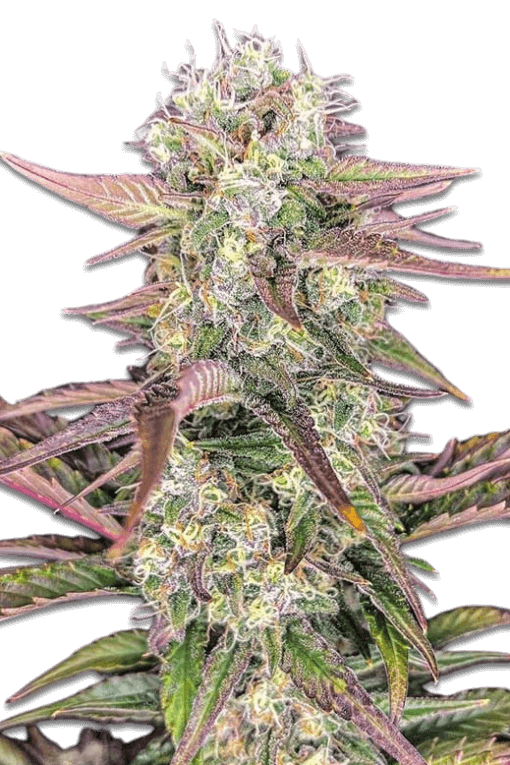 Samen "Gorilla X Zkittlez" Auto