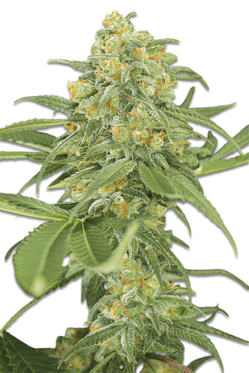 Samen Green Crack