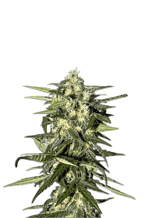 Jelly Bud Seeds 3+1 Samen "Jack Herer" Auto fem. – Bild 3