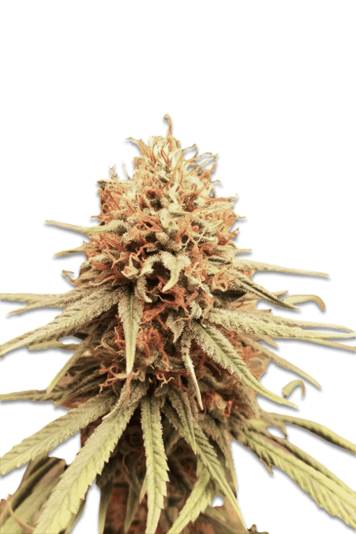 Cannabis Samen Mendo Juice Auto