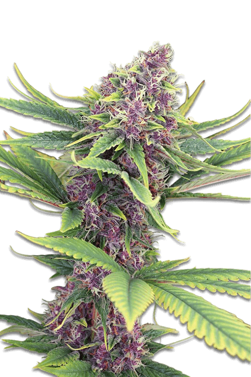 Cannabis Samen Purple Kush