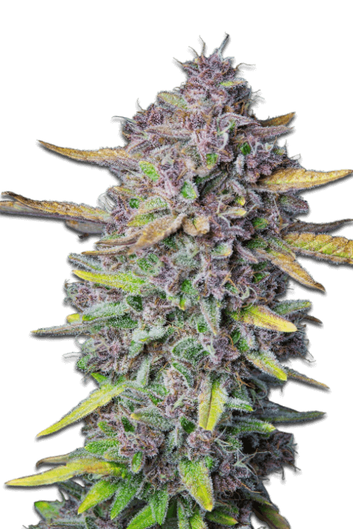 Cannabis Samen Purple Punch Auto