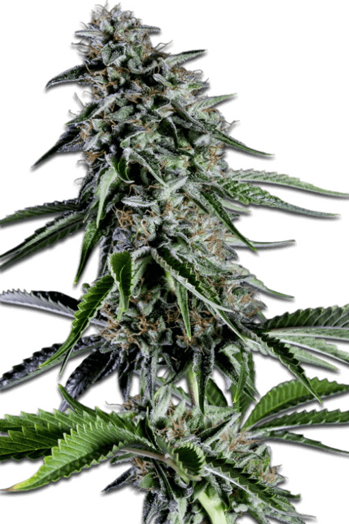 Samen Seeds RS11