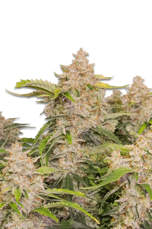 Cannabis Samen Skywalker Auto