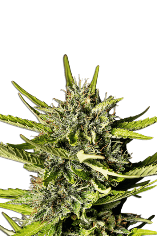 Jelly Bud Seeds 3+1 Samen "Strawberry Haze Auto" fem. – Bild 3