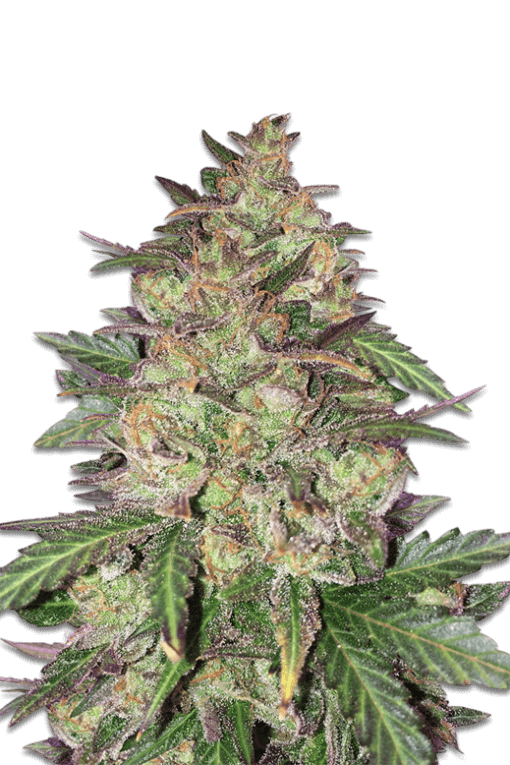 Cannabis samen Sunset Sherbet