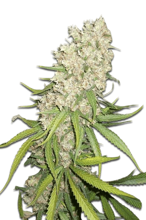 Seeds Samen Super Silver haze